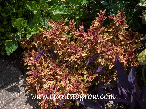 Marrakesh Coleus (Solenostemon scutellariodes) 
This potted plant was growing in a spot that received some sun but also shaded. Colors seem to to be a little deeper that the full sun plants I have seen.  It is growing with Purple Heart (Setcreasea palida )